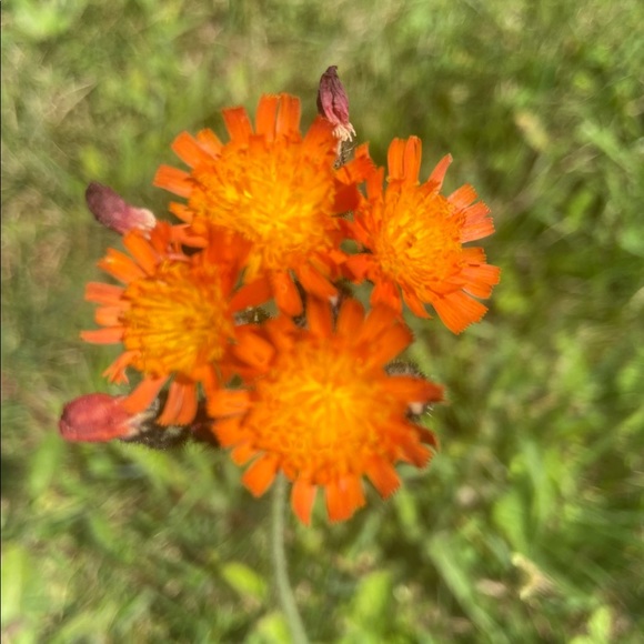 Meet your Posher Friend, vtrollingstone - Picture 2 of 3